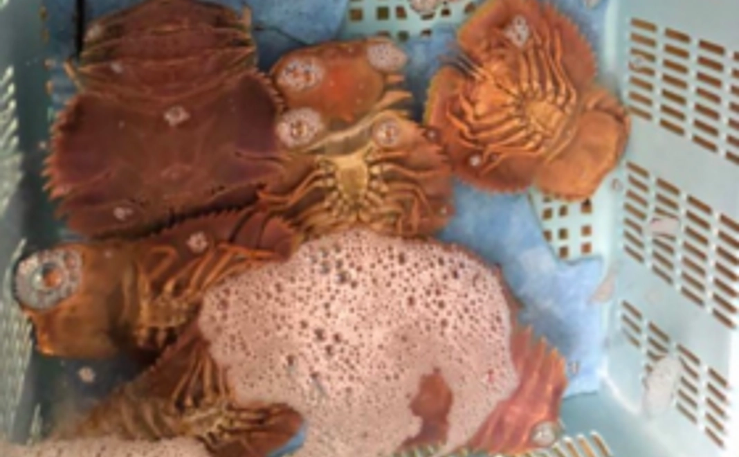 旬のうちわエビ詰め合わせと釣日和ステッカー、サンクスメールのセット