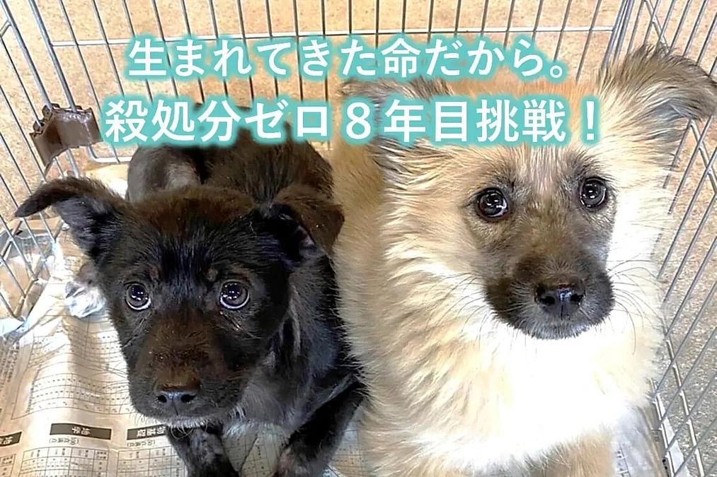 クラウドファンディングスタート！〜殺処分ゼロを守り続けるためのご支援を〜