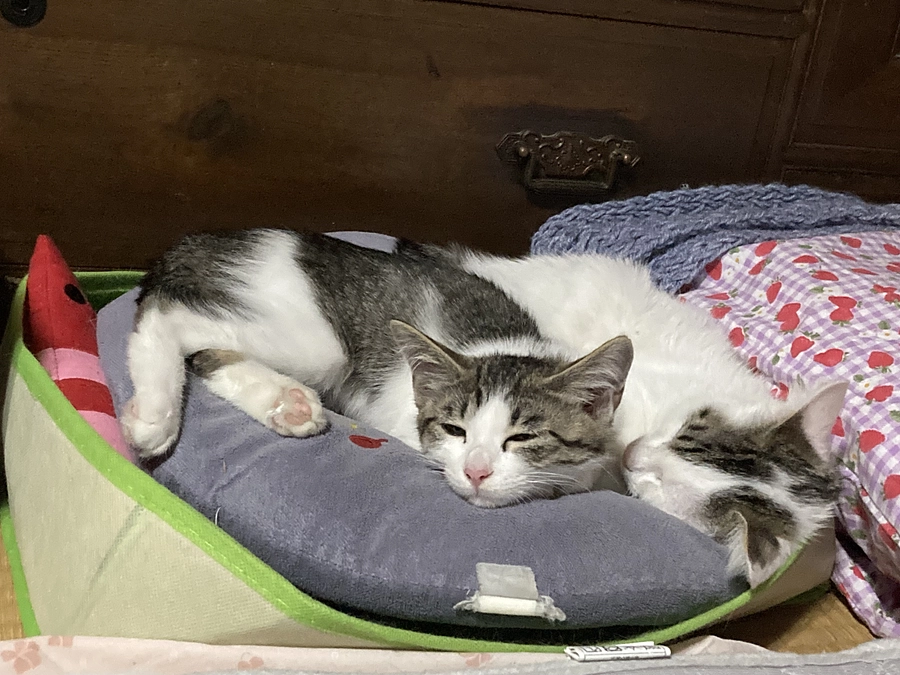 子猫たちにしっかり食事をさせる