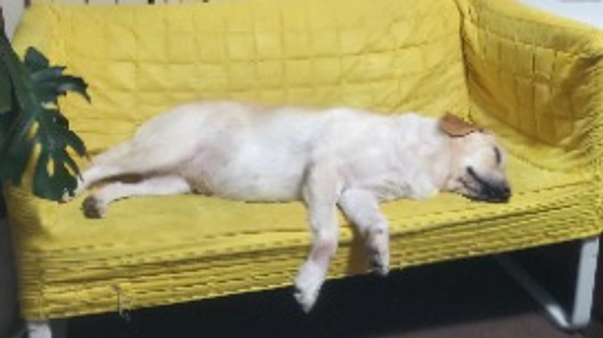 特にバズる予定は無い動画④