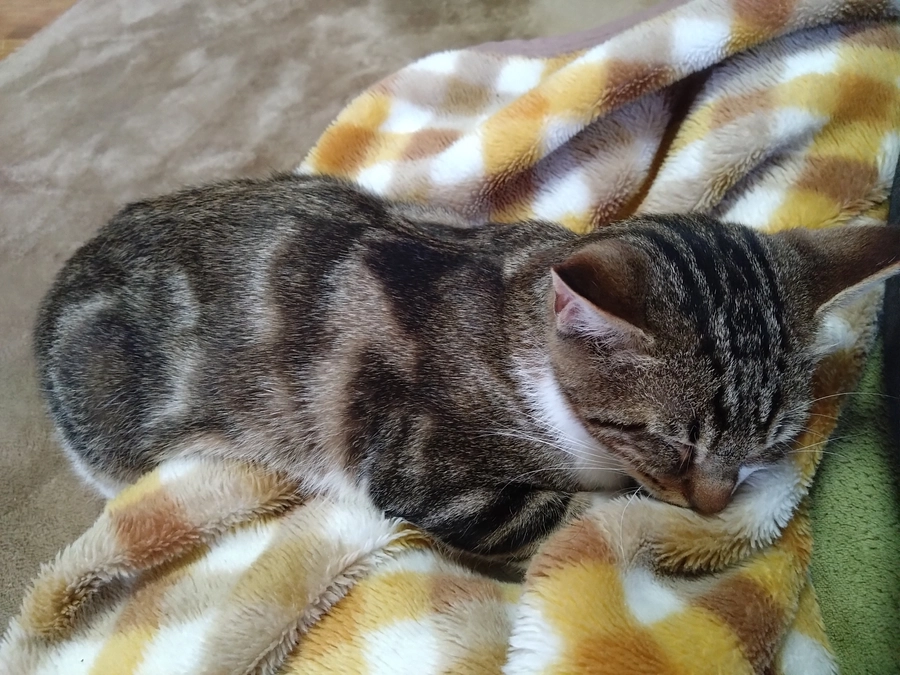 定期検診でした。