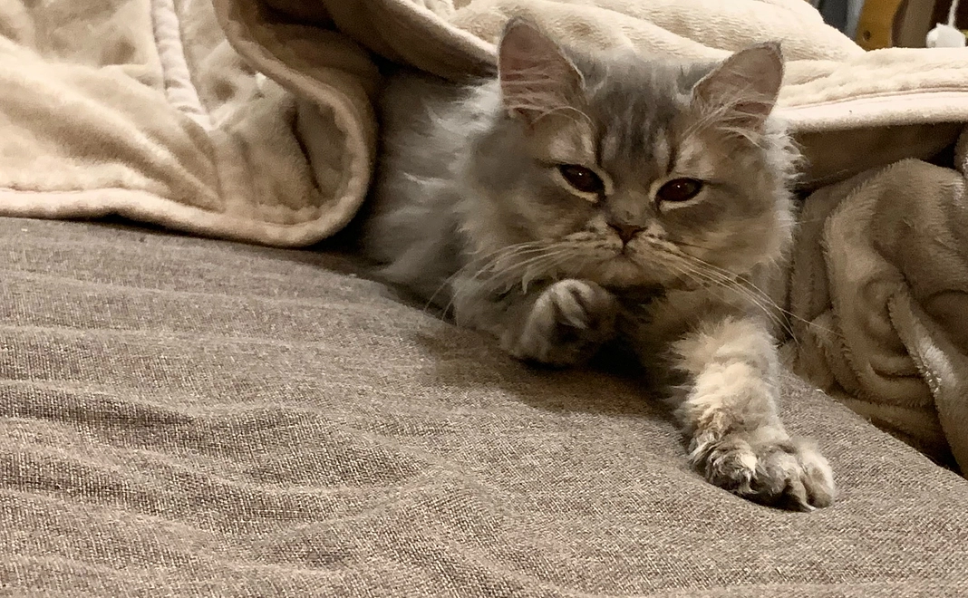 【感謝の気持ち6】ムクの写真付きメール＋近況報告