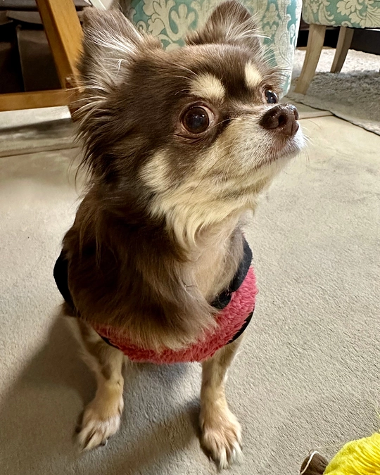 2024/1/12  残り16日　栗にはこれまで知らなかった世界を楽しんでほしいです‼︎