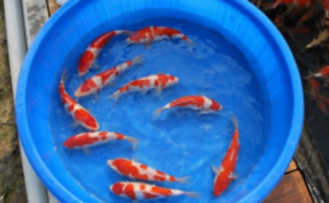 【応援コース】錦鯉の文化を守り続けるために