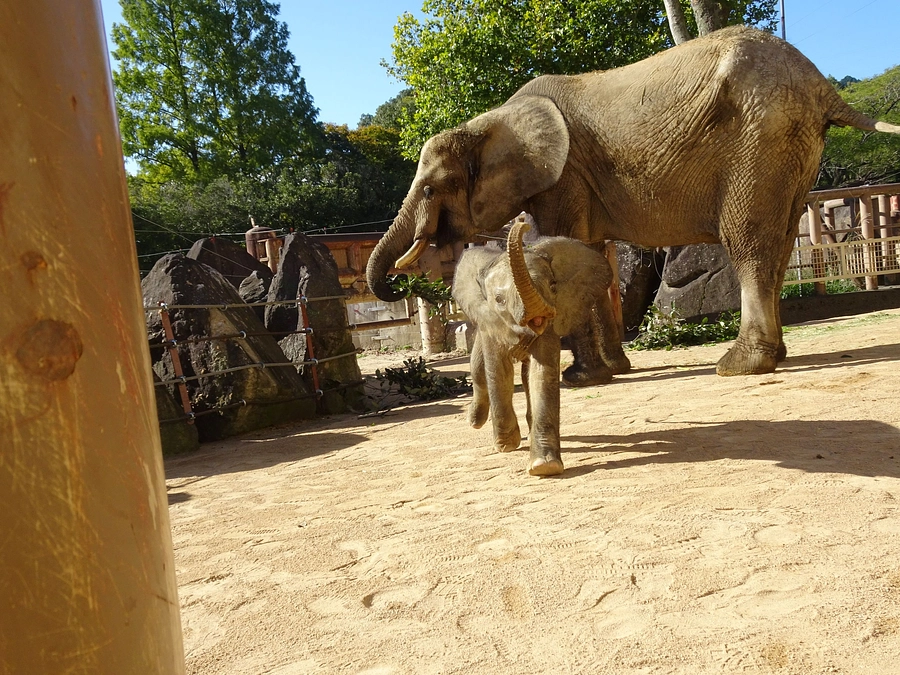 【ご報告】皆様のご支援で、ゾウ舎の運動場に土を入れました