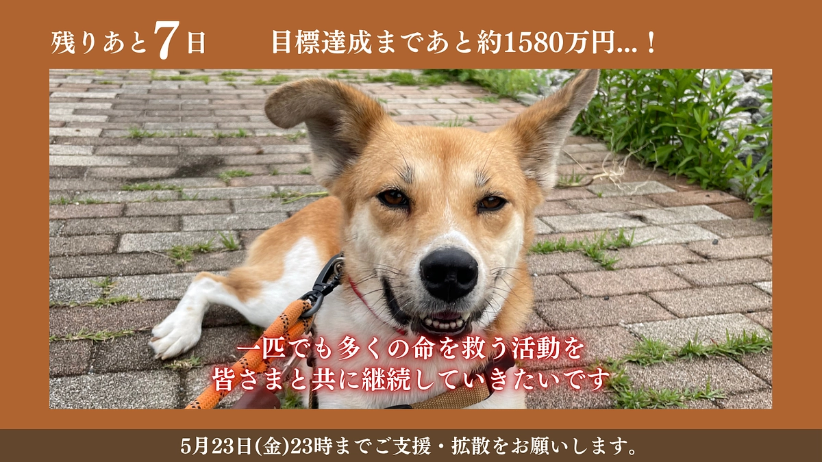 【残り7日】いよいよラストスパートです！ご支援・拡散をお願いします。