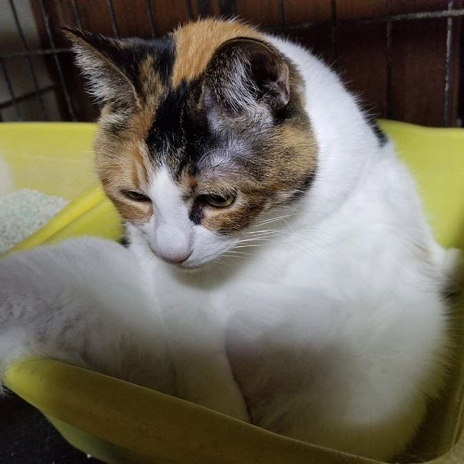 音とこころの検査結果