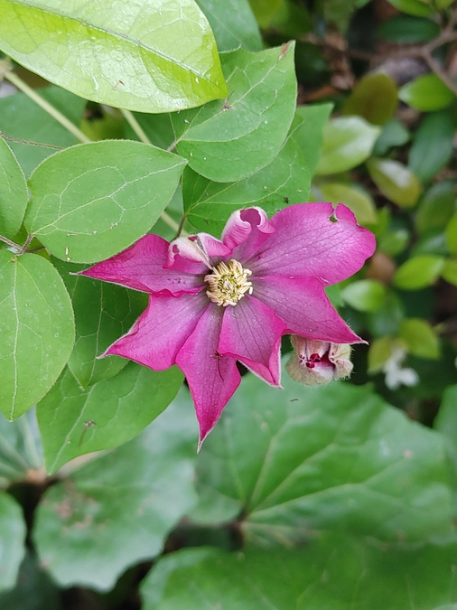 本日より良縁成就花御朱印巡りを開催しています！