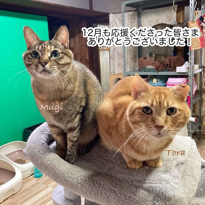 継続寄付11月分のご報告と12月の収支報告