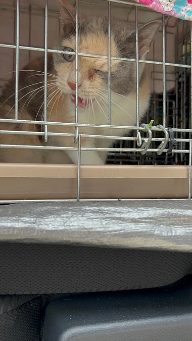 フェイス動物病院の進歩と最近のレスキューの様子