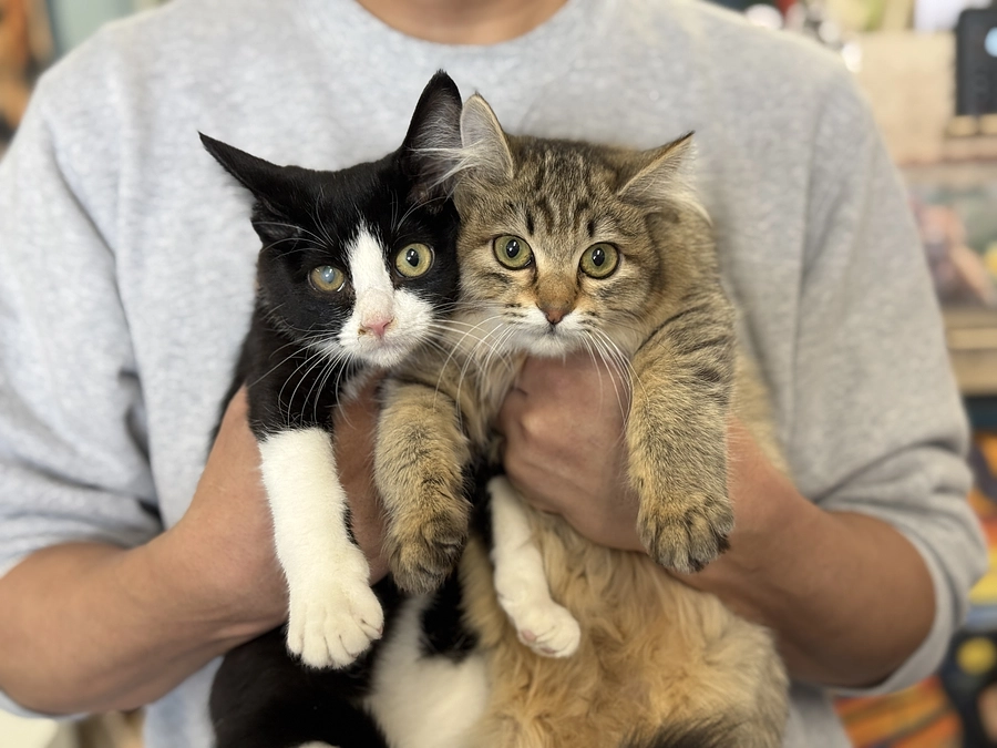 保護猫カフェlove.lab通信