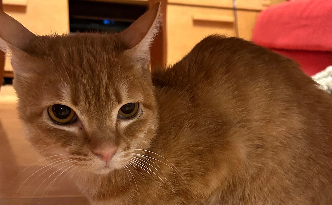 サンくん応援プラン2