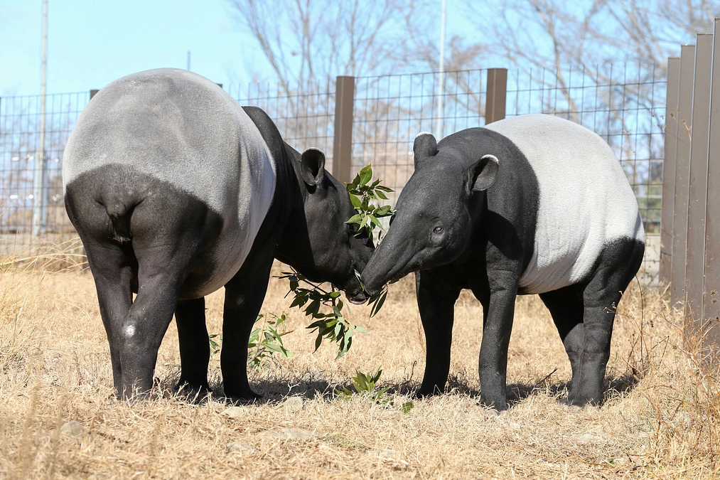 1月4日(木) 進捗報告・動物紹介〜動物たちのクリスマス2〜