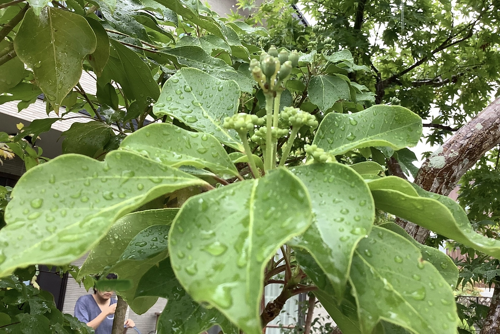 あと17日になりました。多くの方が見守ってくださっています。