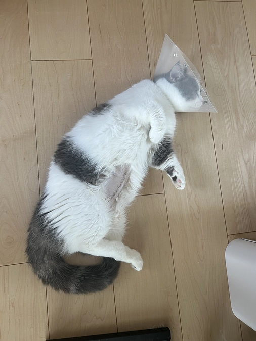 ご支援・拡散への感謝／明日、抜糸へ