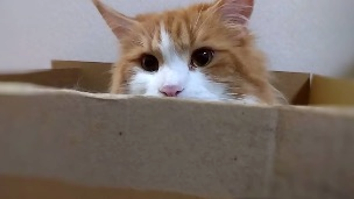 シャルトはどんな子なのか話したいと思います🐾