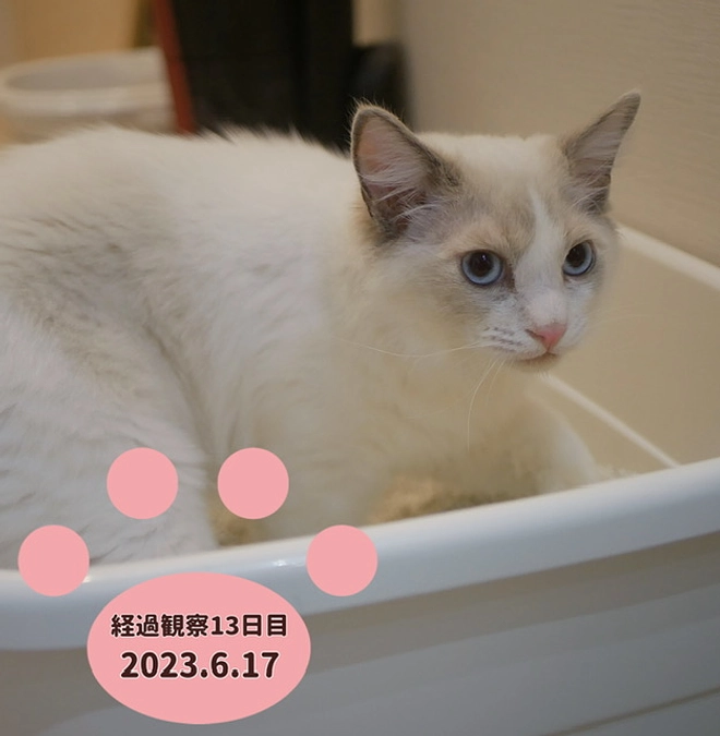 経過観察13日目(2023.6.17)