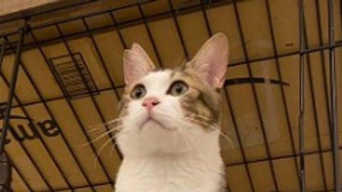 ボランティアのかたが参加くださる週末は猫たちも私たちもルンルンです。