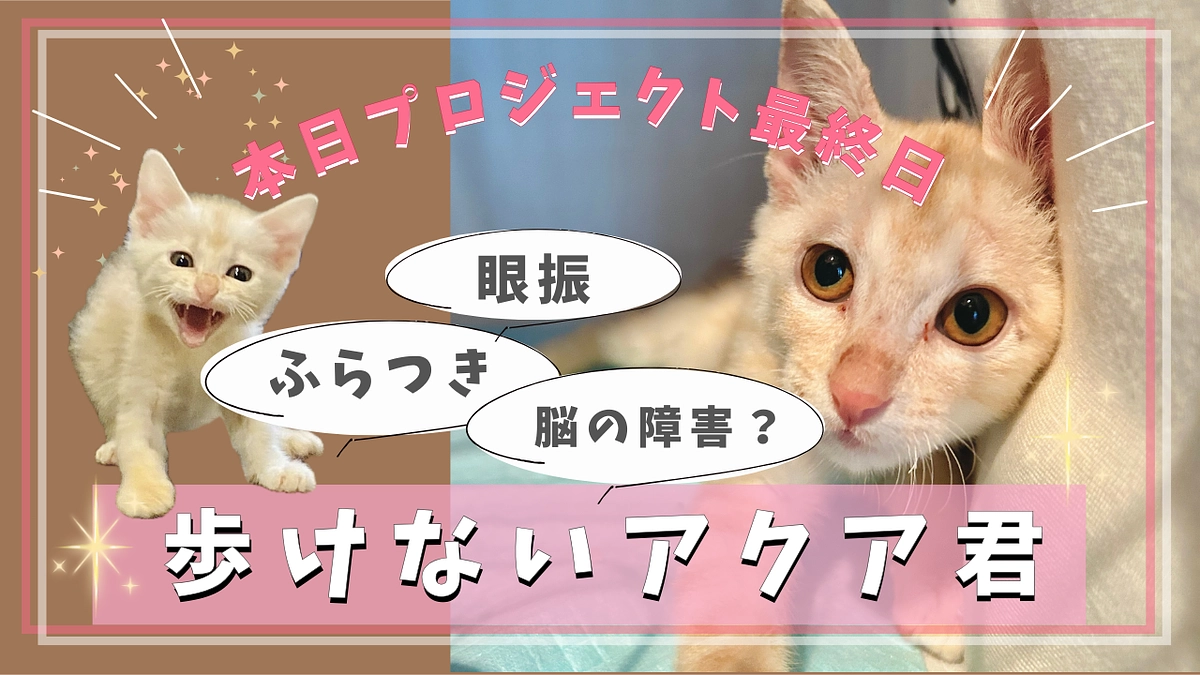【終了まであと9時間！】眼振・ふらつきで歩けないアクアくん