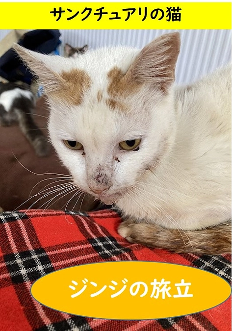 サンクチュアリの猫：ジンジの旅立