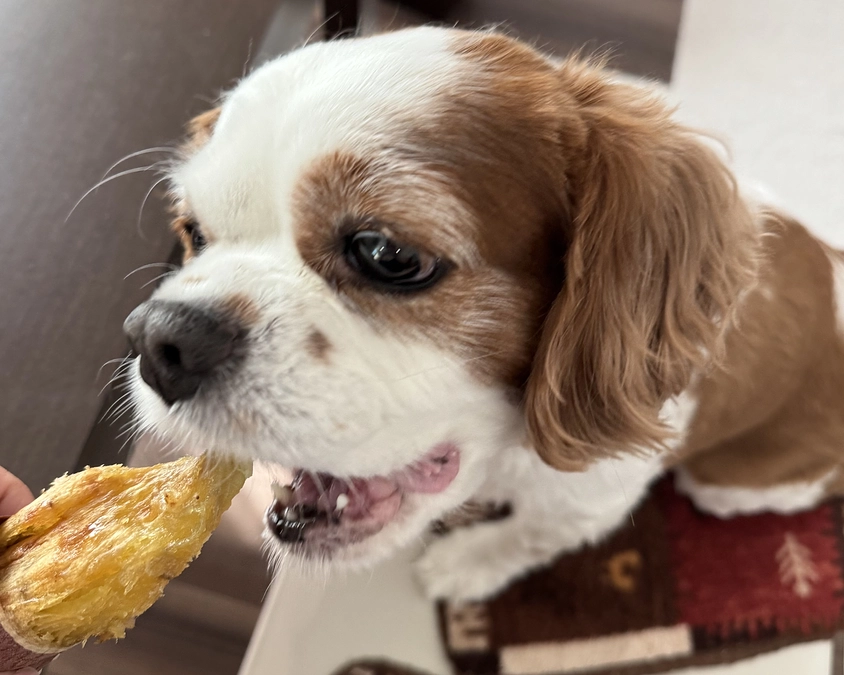 横になっていることが増えたらぶ【9日目】