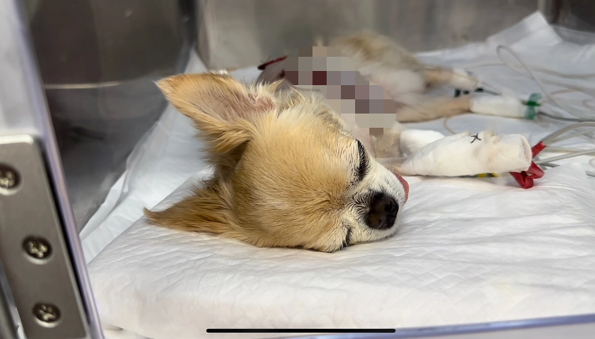 手術成功のご報告