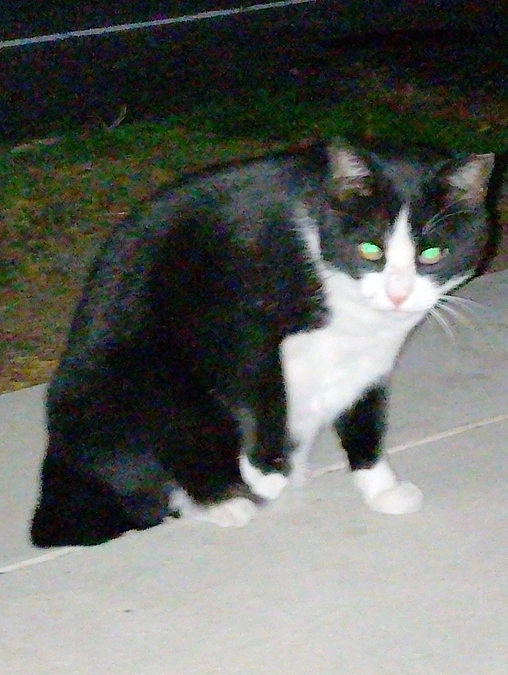 毎年悩まされるのが捨て猫問題