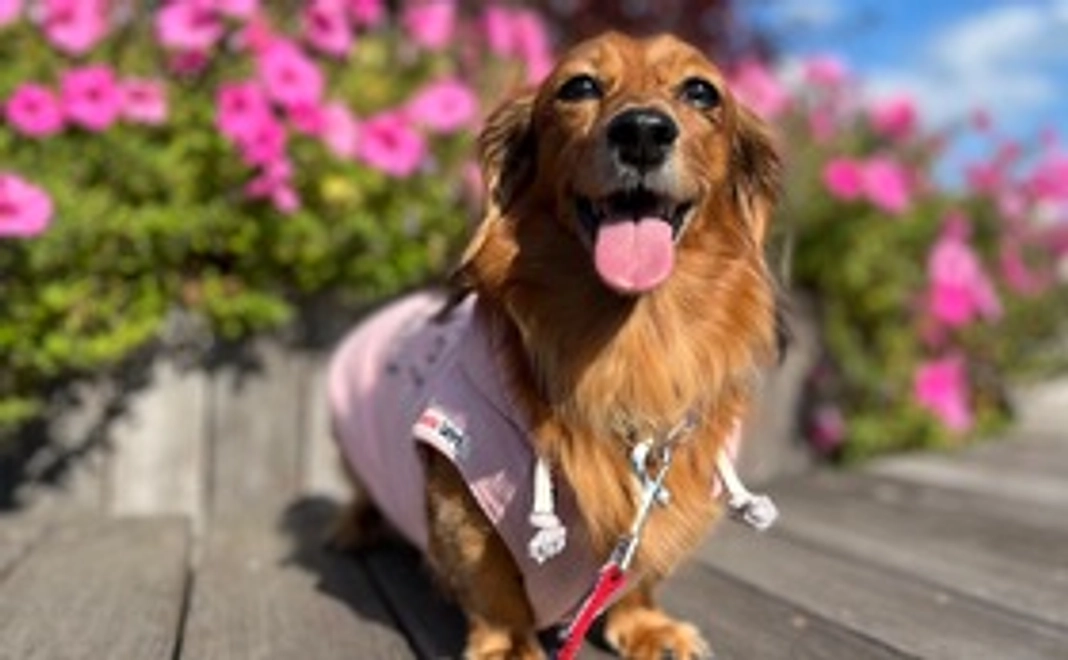 さくらの支援をよろしくお願いします。１