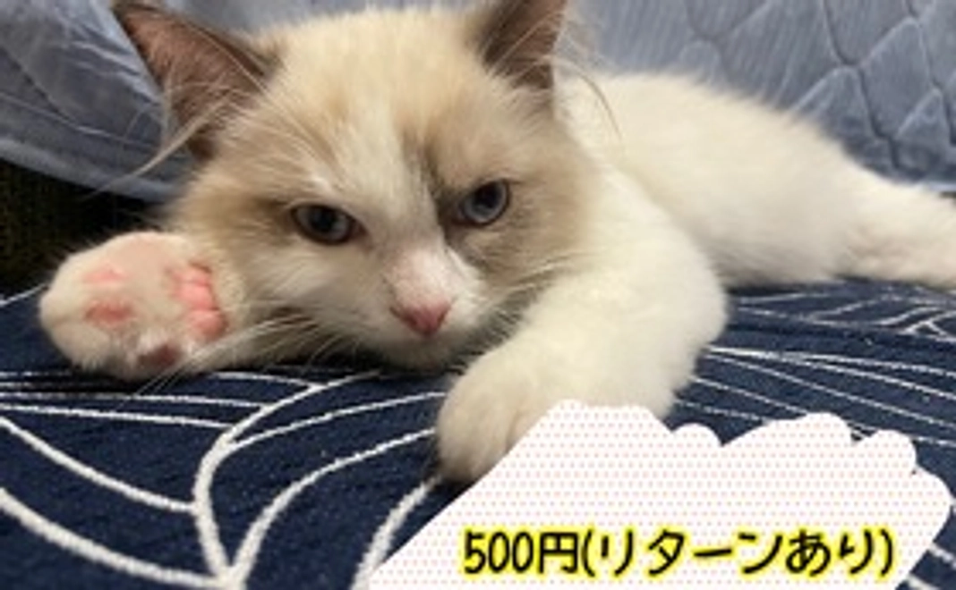 ラテ君のおくすり応援2