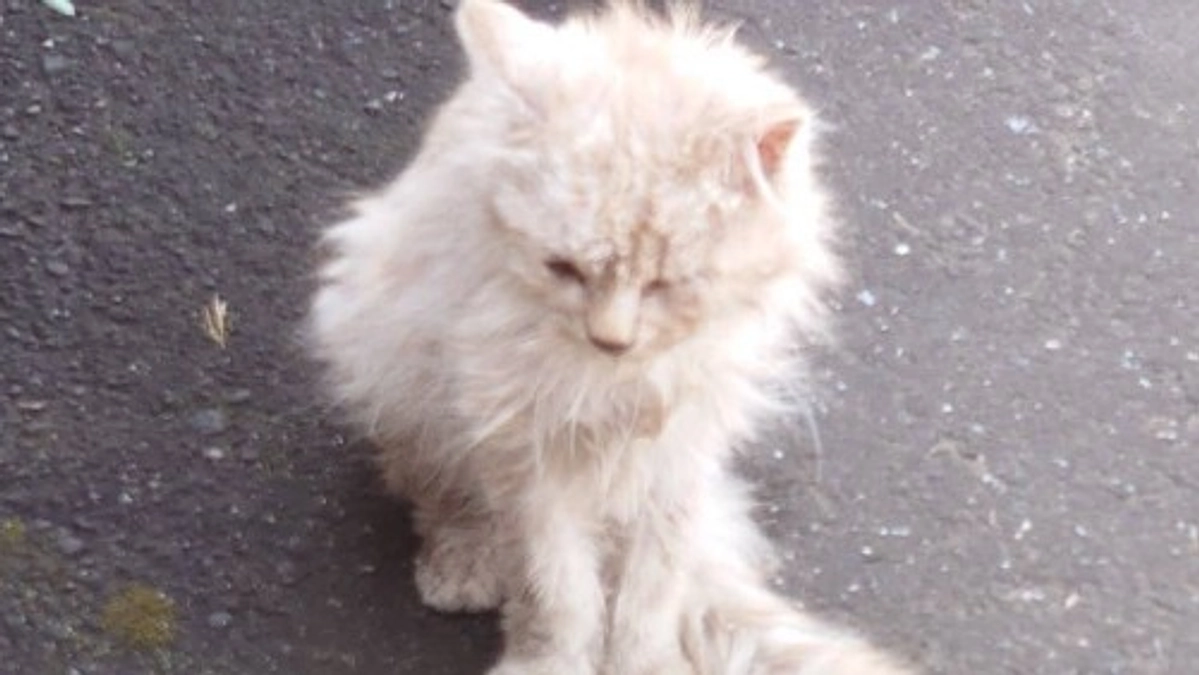 【4月10日までに達成率50%へ！】迷子の猫さんの声なき声。