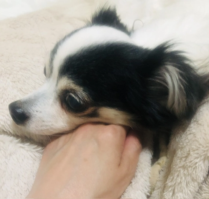 あと2日！アランの命を諦めたくないです