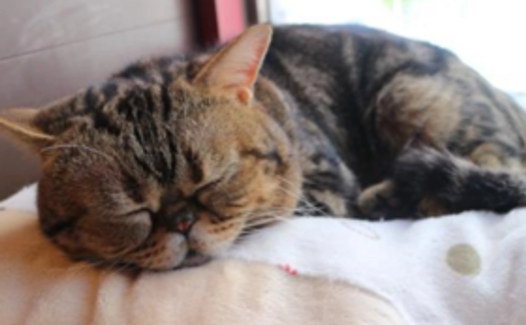 お気持ちコース