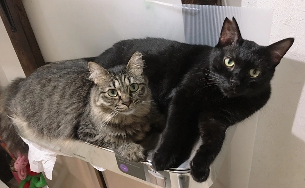 1万円|にゃんこ幸せ全力応援コース