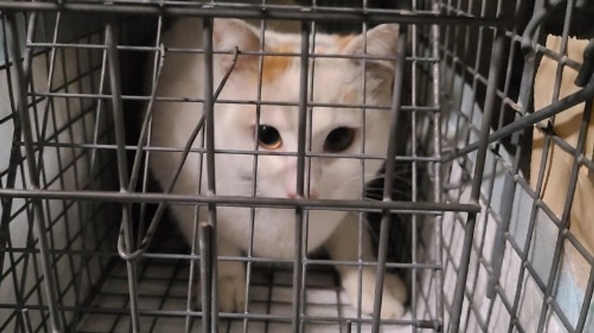 【ご支援150万円まで33,000円！】3頭のTNRが完了しました🐈