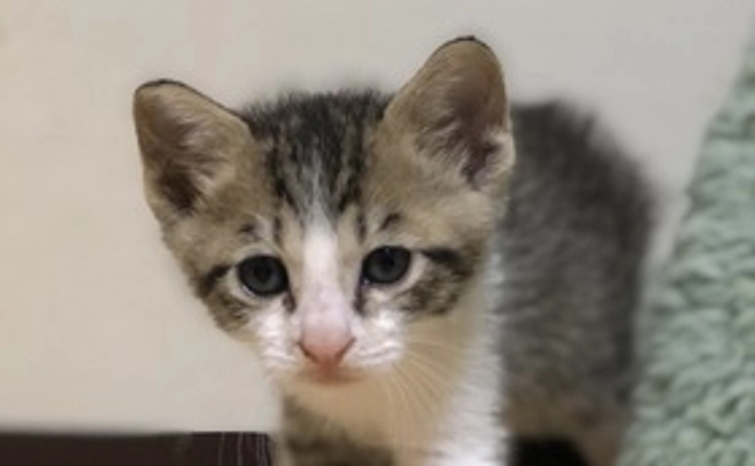 【リターンなしの応援コース】10,000円