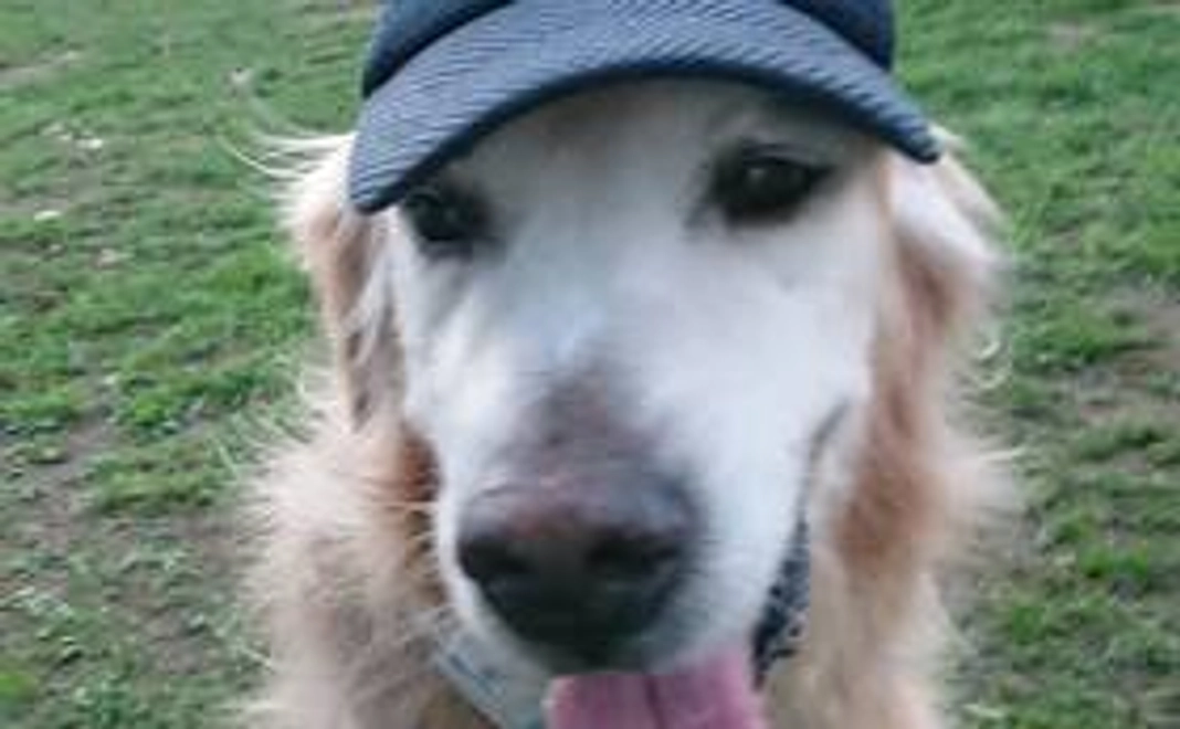 ファイト「こてつ」