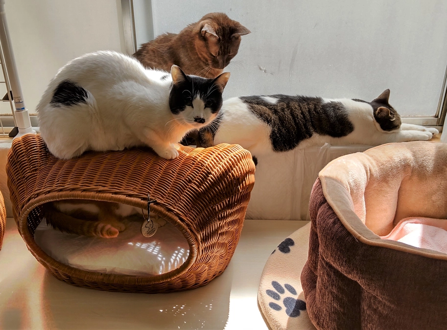 2023年3月・4月分医療費等～活動報告～