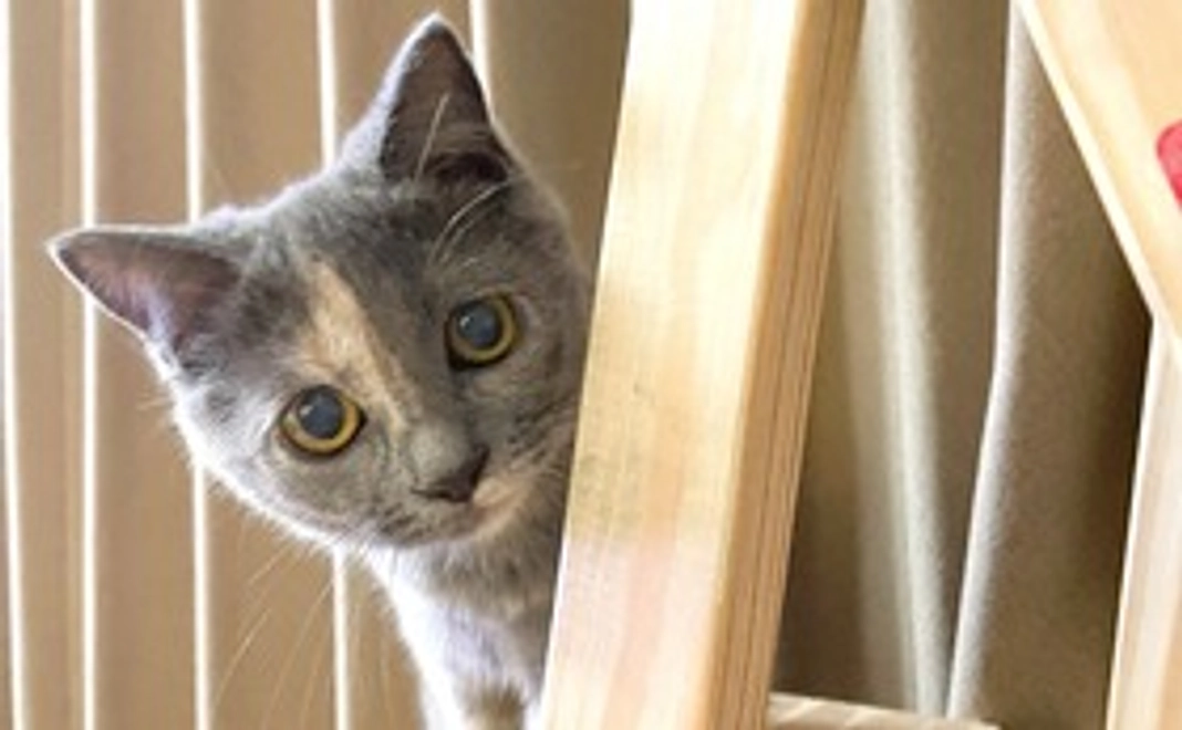 ずん応援コース：500円