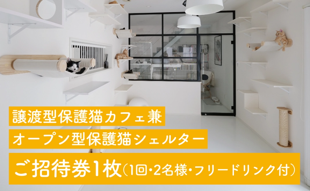 譲渡型保護猫カフェ兼オープン型保護猫シェルターご招待コース|1万円