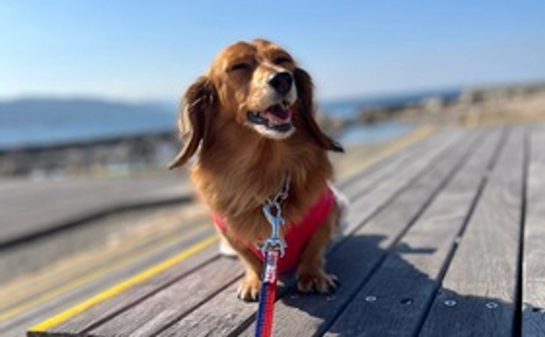 さくらの支援をよろしくお願いします。2