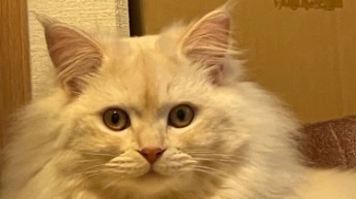 今日のトキ☀️