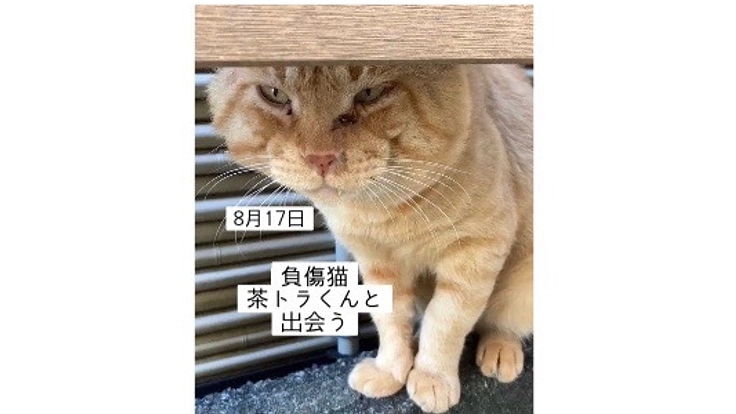 負傷猫　ベンケイくんの命を繋ぐ活動にご支援をお願いいたします