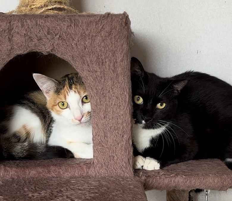 三毛猫のふうちゃん、トライアルが決定しました！