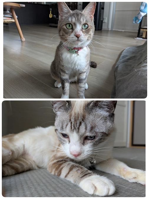 ［かぐらちゃん］里親募集開始・［あおいちゃん］明日、目の手術