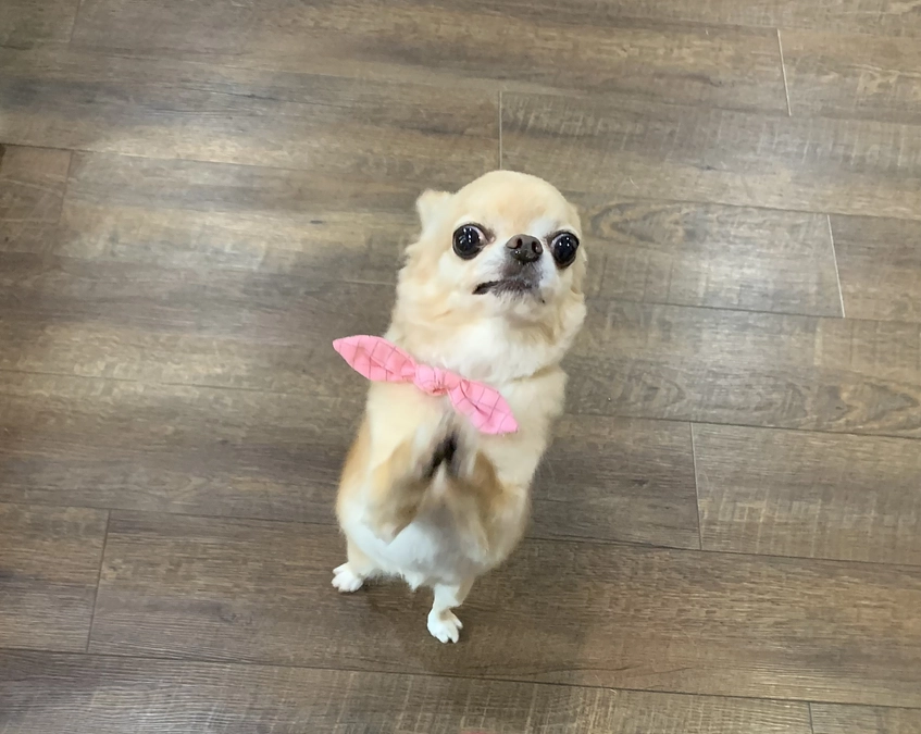 プロジェクト開始のご挨拶