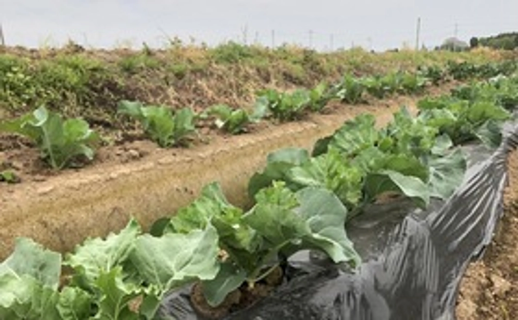 大地の恵み（小）
