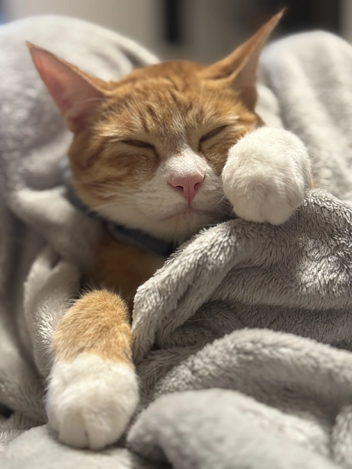 リターンとぺろ君について