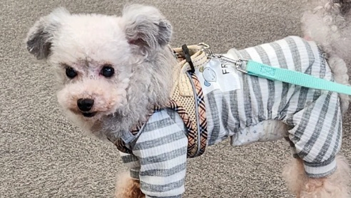 目標97％！あと一息で500万円！毎日のご支援、本当にありがとうございます！