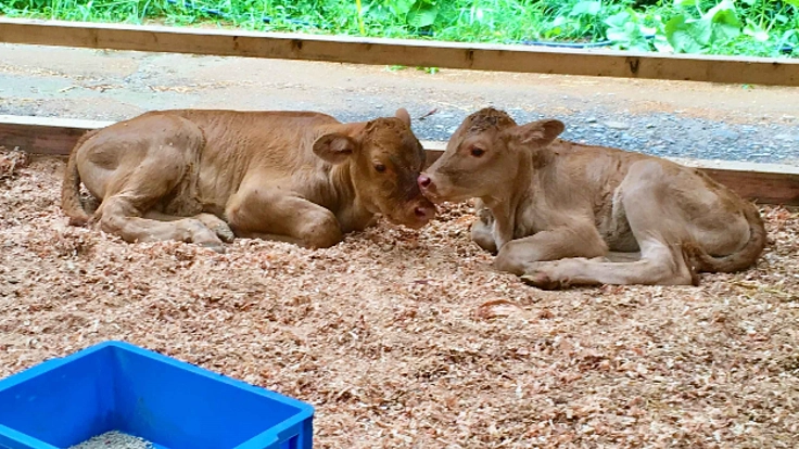ストレスのない牛の生活環境を作りたい