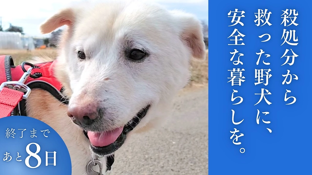 里親さまからのメッセージ　まめのご家族より